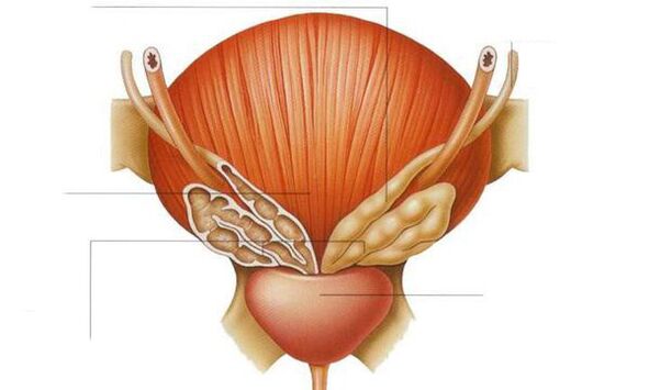Prostata Anatomie