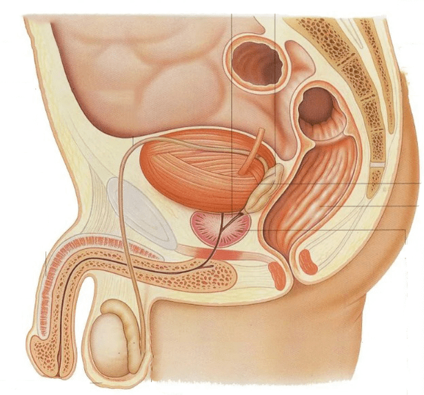 Prostatitis hogyan tilos. Prostatitis és fistula